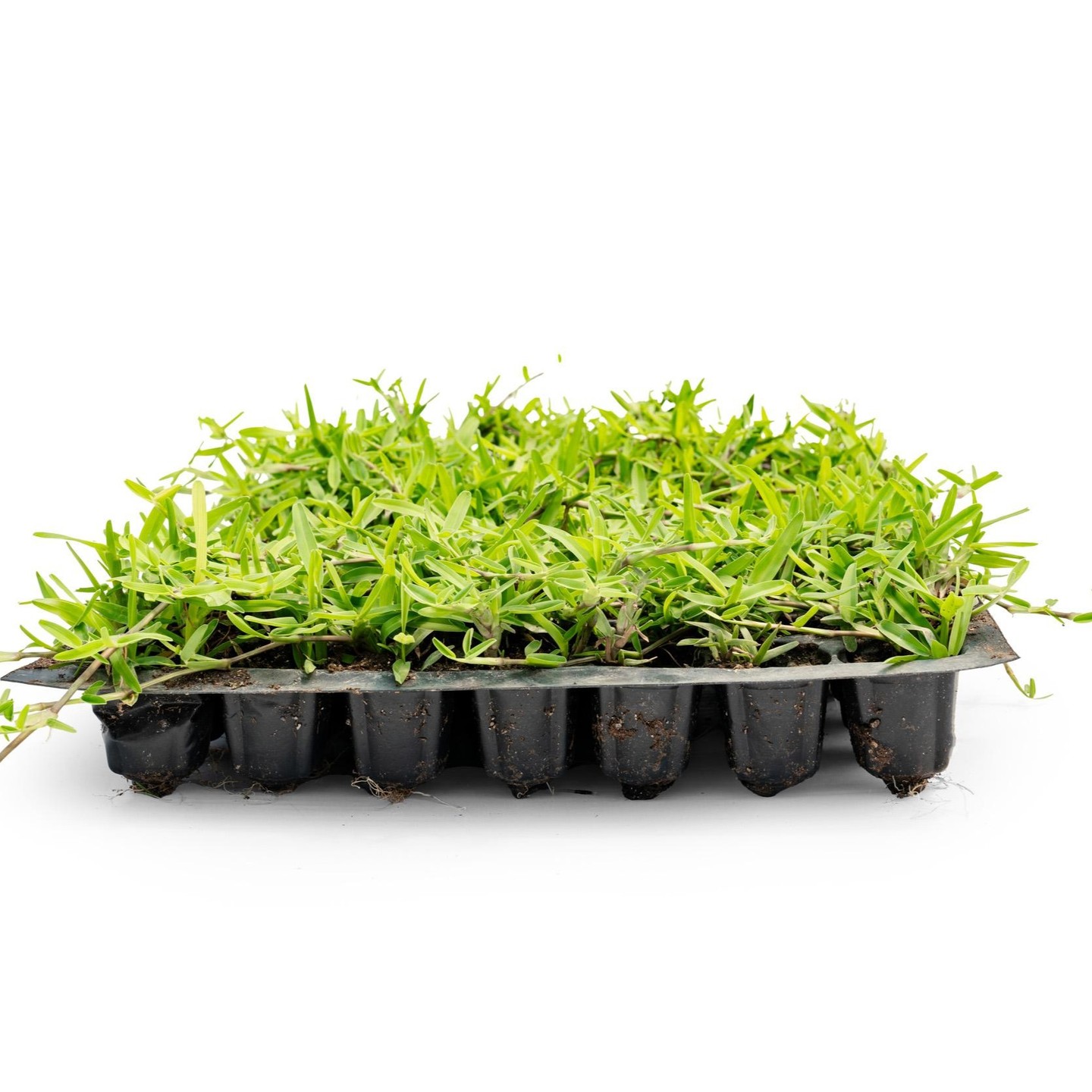 Zoysia Çimi: Sürdürülebilir Peyzaj Alanları İçin Mükemmel Seçim

Zoysia çimi, sürdürülebilir peyzaj alanları için mükemmel bir çözüm sunar. Bununla birlikte, yüksek kaliteye sahip bu çim türü, estetik açıdan da büyük avantajlar sağlar. Hem ticari alanlarda hem de konut bahçelerinde tercih edilen Zoysia çimi, bakım kolaylığı ve dayanıklılığıyla dikkat çeker.